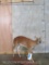 Lifesize Grysbok on Base TAXIDERMY