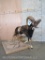 Lifesize Mouflon on Base TAXIDERMY