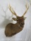 Sika Deer Sh Mt TAXIDERMY