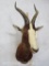 Blesbok Sh Mt TAXIDERMY