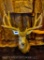 WIDE mule deer in Velvet ! TAXIDERMY