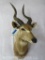 Sitatunga Sh Mt TAXIDERMY