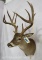 11 PT Whitetail Sh Mt TAXIDERMY