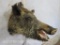 Boar Sh Mt TAXIDERMY