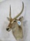 Waterbuck Sh Mt TAXIDERMY