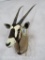 Gemsbok Sh Mt TAXIDERMY