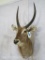 Waterbuck Sh Mt TAXIDERMY