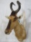 Red Hartebeest Sh Mt TAXIDERMY