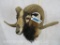 Corsican Sheep Sh Mt TAXIDERMY