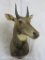 Nilgai Sh Mt TAXIDERMY