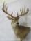 Nice 11 PT Whitetail Wall Pedestal TAXIDERMY