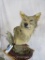 Coyote Table Pedestal TAXIDERMY