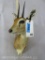 Steenbok Sh Mt TAXIDERMY