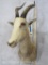 White Blesbok Sh Mt TAXIDERMY