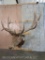 XL Elk Sh Mt TAXIDERMY