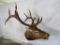 Buggeling Elk Sh Mt TAXIDERMY