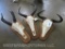 Topi, Tsessebe & Wildebeest Skulls on Plaques (3x$) TAXIDERMY