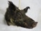 Russian Boar Sh Mt TAXIDERMY