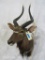 Nyala Sh Mt TAXIDERMY