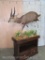 Lifesize Bushbuck on Furniture Pedestal TAXIDERMY