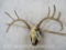 Whitetail Skull on Plaque TAXIDERMY