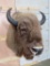 Buffalo Sh Mt TAXIDERMY