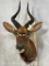 Nyala Sh Mt -Has Repairs TAXIDERMY