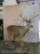 Lifesize Whitetail on Base TAXIDERMY