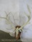 Elk Horns on Reproduction Skull TAXIDERMY