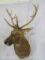 Barasingha/Swamp Deer SH MT TAXIDERMY