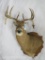 XL Uncommon Whitetail W/Drop Tynes on Plaque TAXIDERMY
