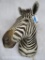 Zebra Sh Mt TAXIDERMY