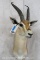 Thompson Gazelle Sh Mt TAXIDERMY