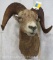 Bighorn Sheep Sh Mt TAXIDERMY