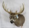 11 PT Whitetail Sh Mt TAXIDERMY