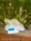 Beautiful White Weasel or Ermine, Taxidermy mount, on snow scene base.11