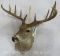 10 PT Whitetail Sh Mt W/Wide Spread TAXIDERMY