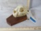 REALLY NICE COMPLETE LEOPARD SKULL ON PLAQUE (TX RES ONLY) TAXIDERMY