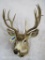 Really Nice Mule Deer Sh Mt TAXIDERMY