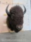 Really Nice Buffalo Sh Mt TAXIDERMY