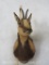 Chamois Sh Mt TAXIDERMY