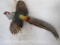 Flying Lady Amherst Pheasant TAXIDERMY