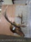 ELK SH MT TAXIDERMY