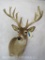 10 PT Whitetail Sh Mt TAXIDERMY