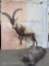 Lifesize Leaping Ibex on Base TAXIDERMY