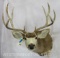 Mule Deer Sh Mt TAXIDERMY