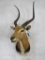 Kafue Lechwe Sh Mt TAXIDERMY