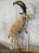 Lifesize Leaping Ibex no Base TAXIDERMY