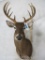 10 PT Whitetail Sh Mt TAXIDERMY