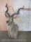 Kudu Sh Mt TAXIDERMY